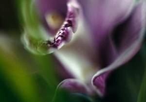 Kış Aylarının Vazgeçilmezi: Salep